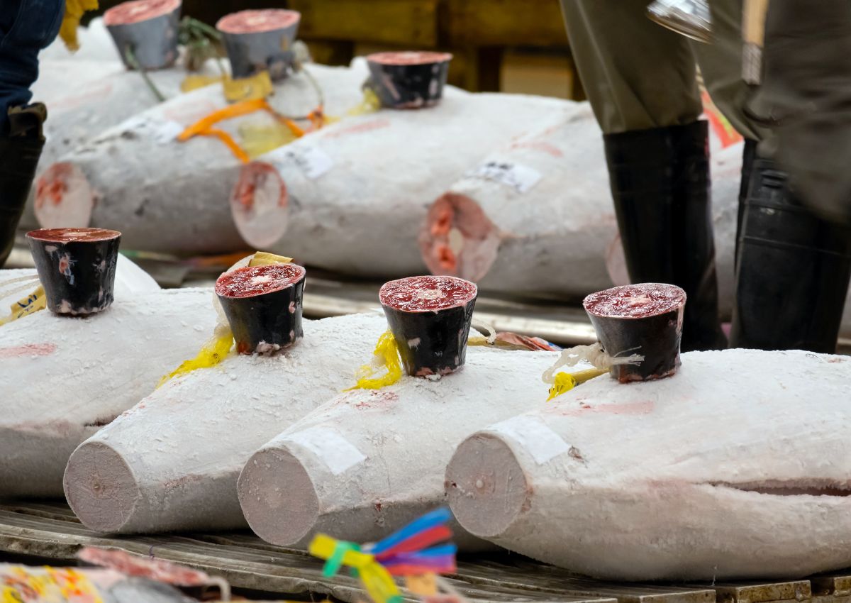 Thunfisch wird für die Auktion auf dem Fischmarkt vorbereitet