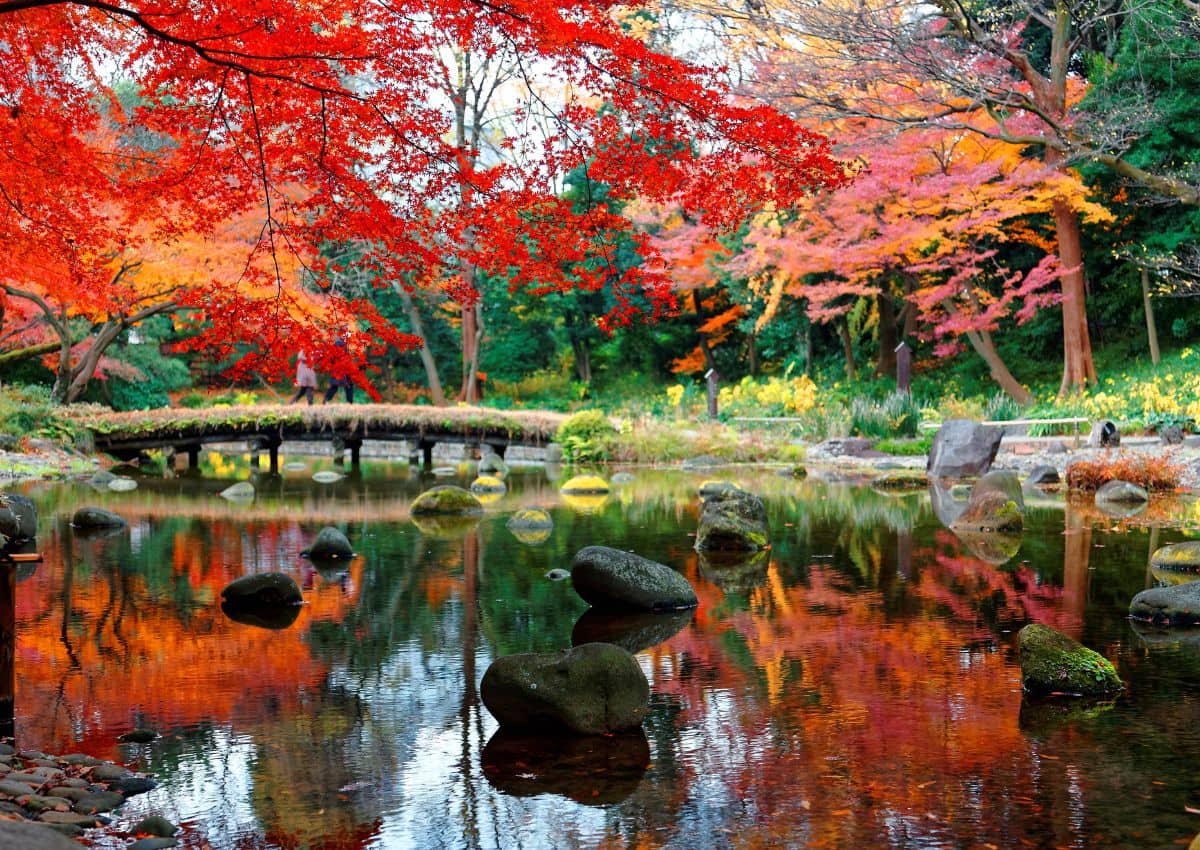 Ahornbäume spiegeln sich im Teich des Koishikawa-Korakuen-Gartens in Tokio, Japan