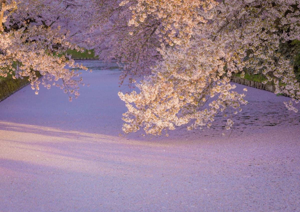 Kirschblüten am Hirosaki Castle, Aomori