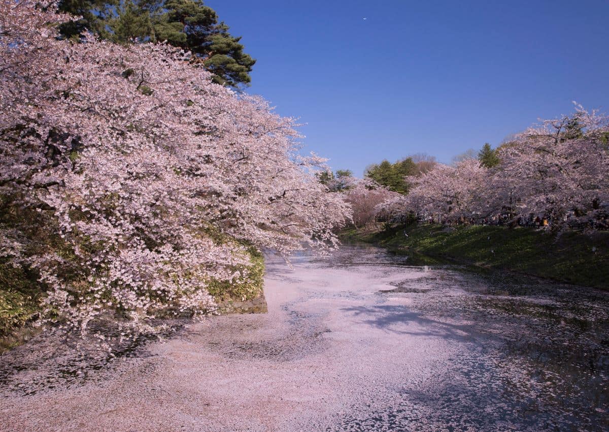 Kirschblütenteppich in Japan