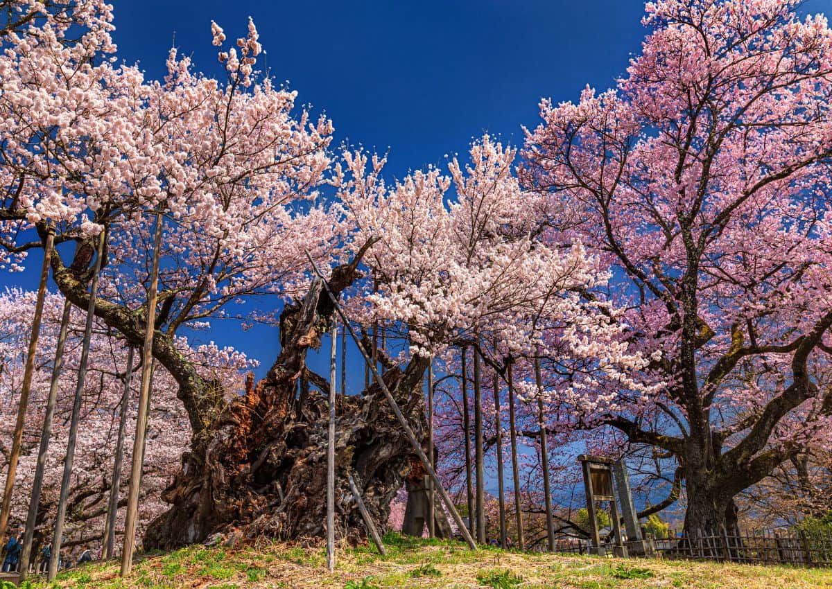 Der Jindai-Zakura-Kirschbaum in der Präfektur Yamanashi