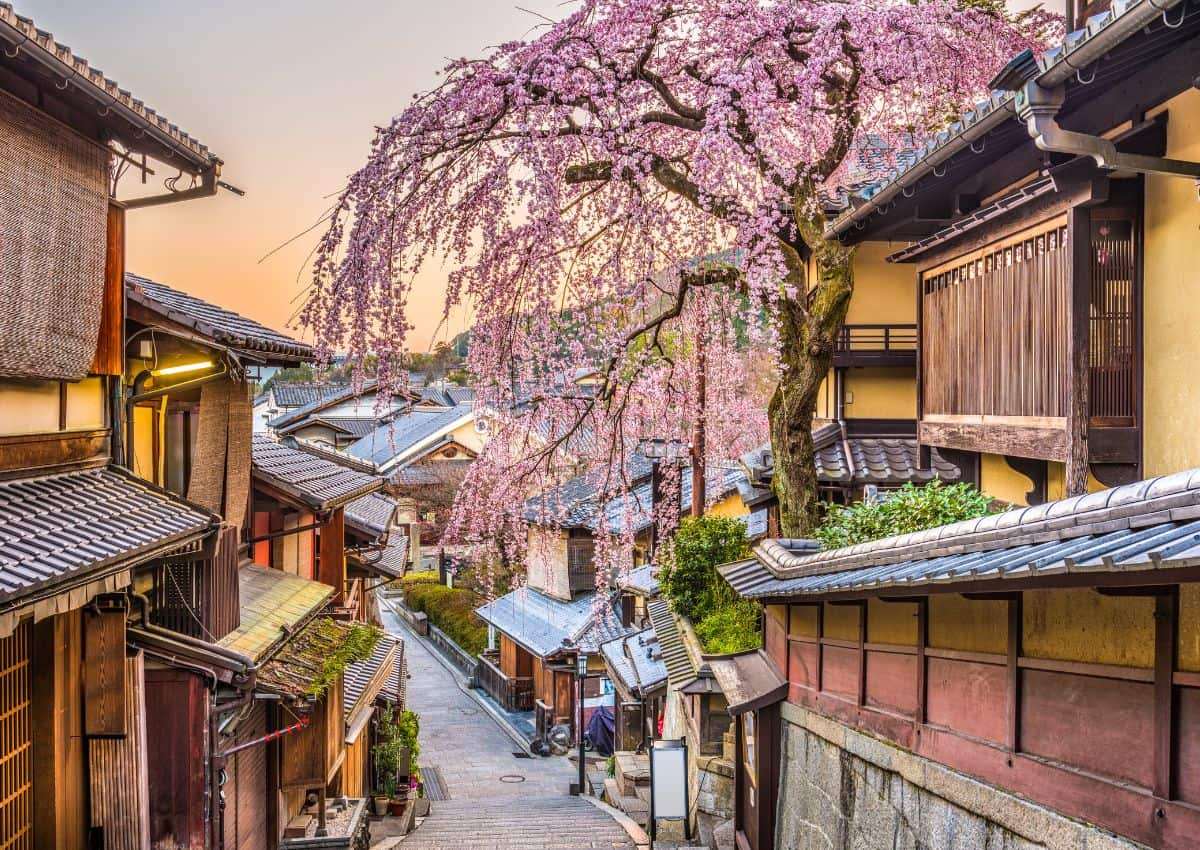 Kirschblüten in Kyoto
