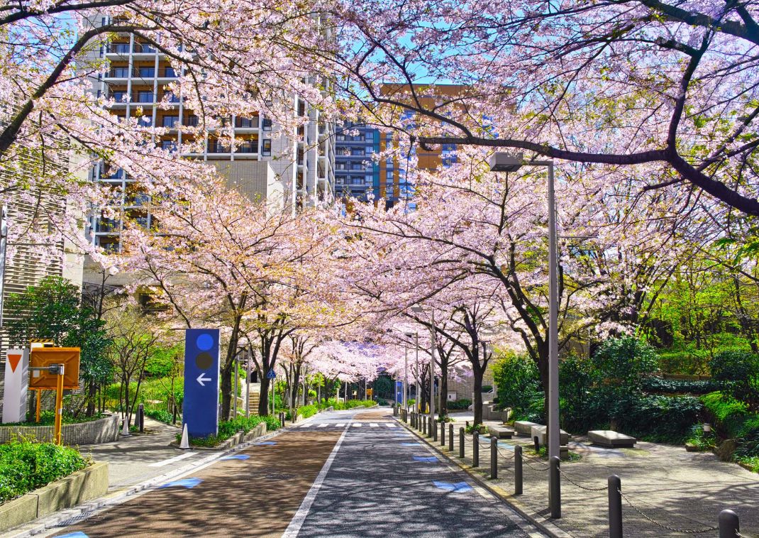 Straße mit Kirschblüten in der Stadt, Japan
