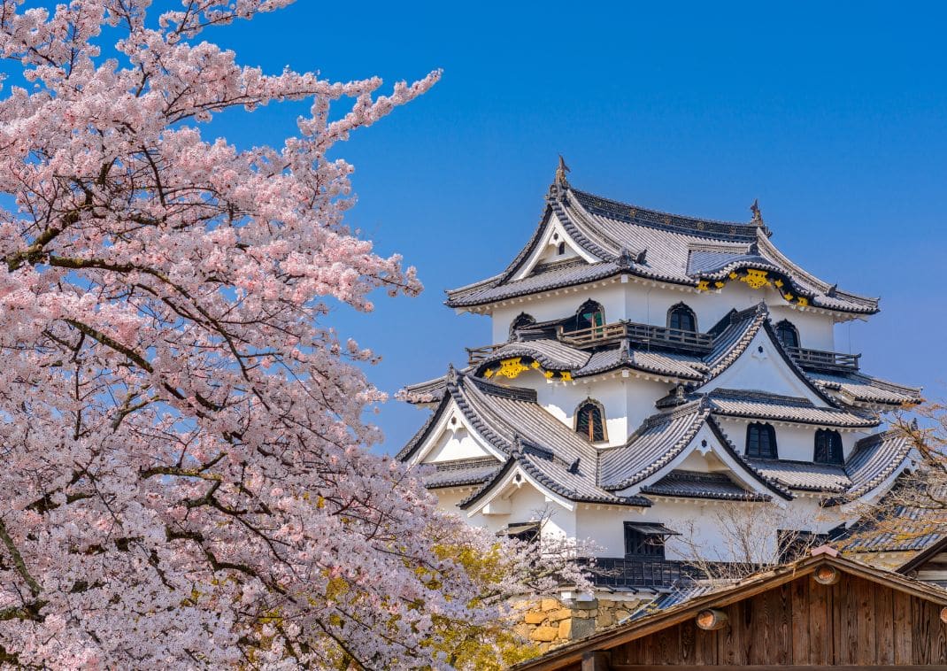 BBurg Hikone im Frühling, Japan.