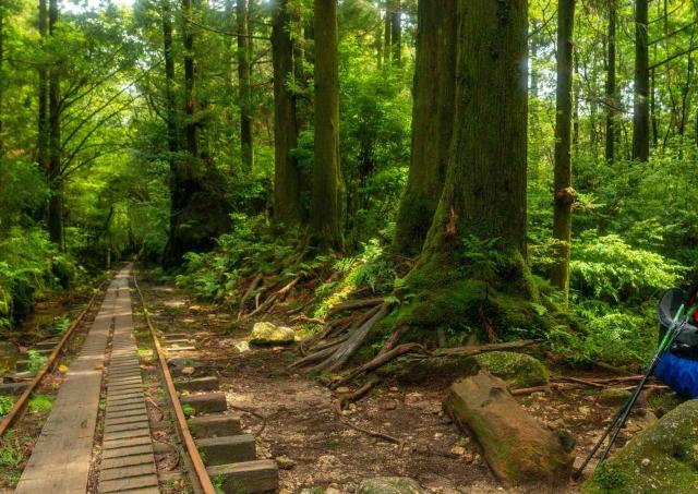 Yakushima-Wald
