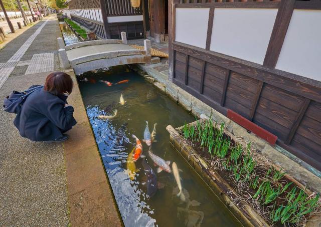 Karpfen in der Tonomachi-Straße, Tsuwano
