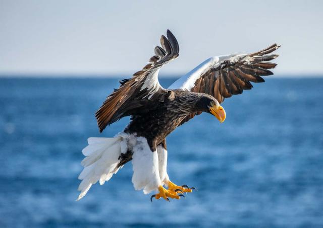 Stellerscher Seeadler im Shiretoko-Nationalpark