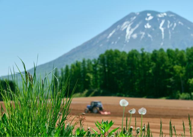 Farm under Mount Yotei, Niseko