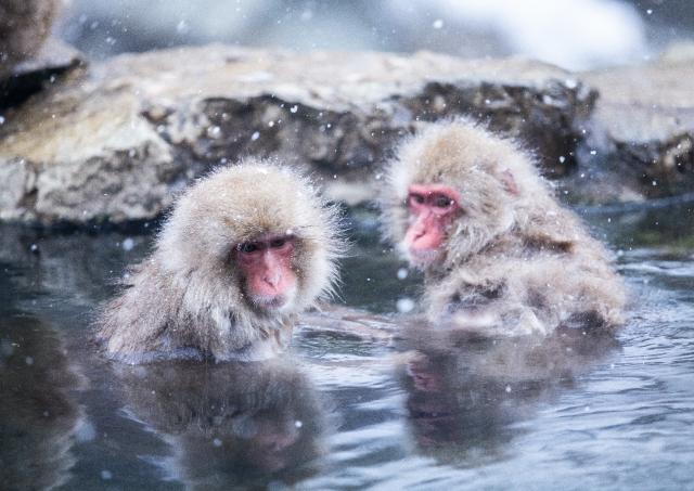 Schneeaffen beim Baden in heißen Quellen im Jigokudani-Park, Shibu Onsen