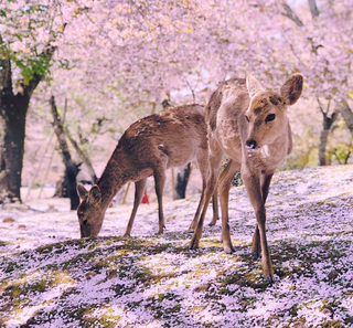 Junge, freilebende Rehe in Nara 