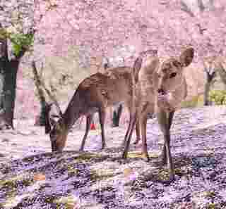 Junge, freilebende Rehe in Nara 