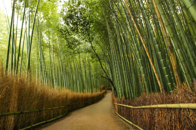 Der Bambushain von Arashiyama in Kyoto 