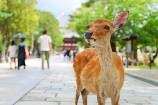 Wilde Hirsche im Nara-Park, Nara 