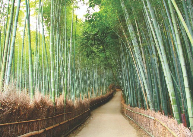 Arashiyama, Kyotos Bambuswald