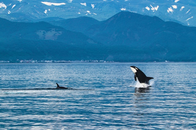 Killerwal, Shiretoko