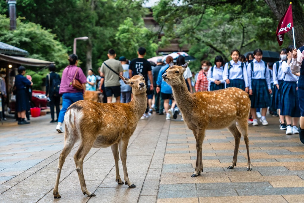 Sikahirsch im Nara-Park in Japan