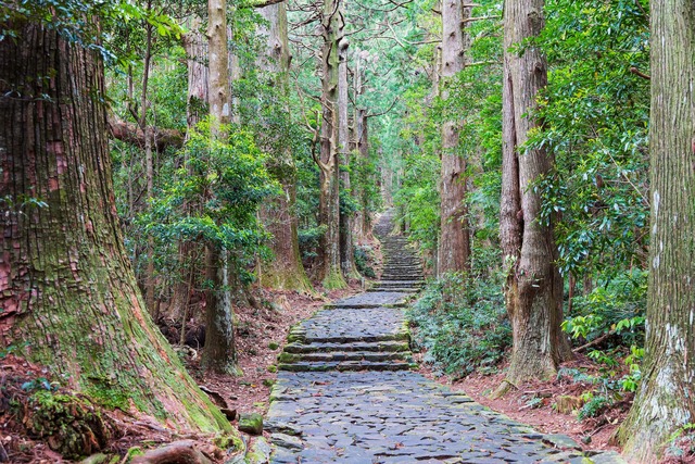 Alte Steinwege führen durch die dichten Wälder des heiligen Kumano-Gebiets. 